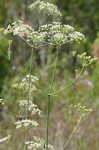 Water cowbane